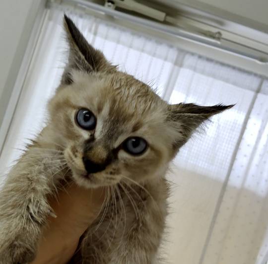 神奈川県の猫の里親募集 川崎市 ネコジルシ