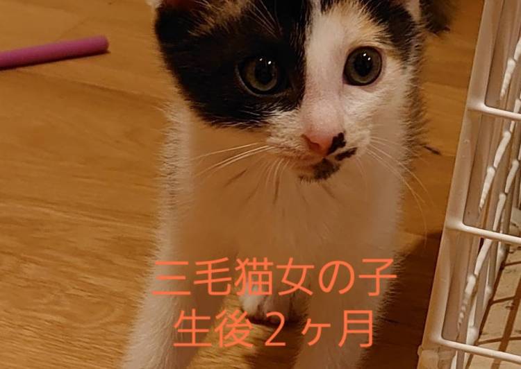 石川県の猫の里親募集 ネコジルシ