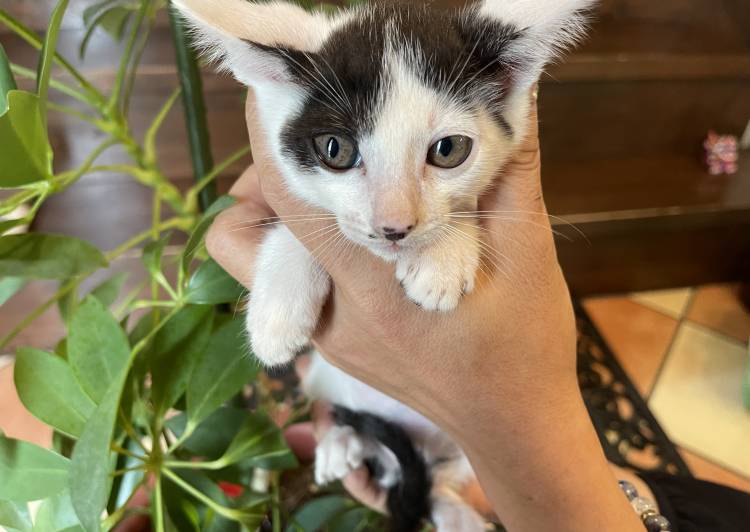 熊本県の猫の里親募集 - 子猫 - ネコジルシ