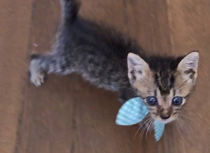 大阪府の猫の里親募集 八尾市 ネコジルシ