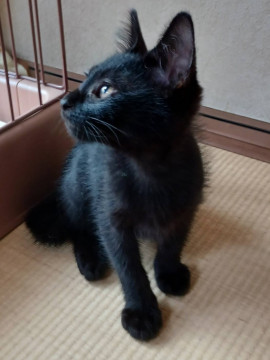 猫]京都府の里親募集 黒猫好きにはたまらないデレデレ兄弟