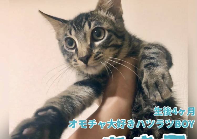 千葉県の猫の里親募集 - 柏市 - ネコジルシ