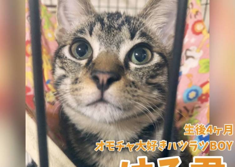 千葉県の猫の里親募集 - 柏市 - ネコジルシ