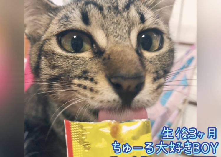 千葉県の猫の里親募集 - 柏市 - ネコジルシ