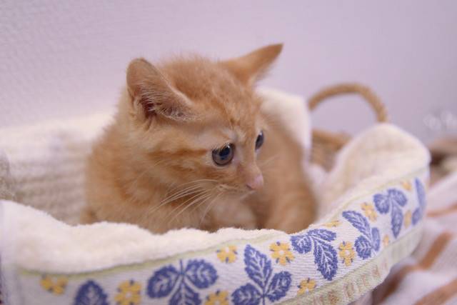 群馬県の猫の里親募集 - チャトラ - ネコジルシ