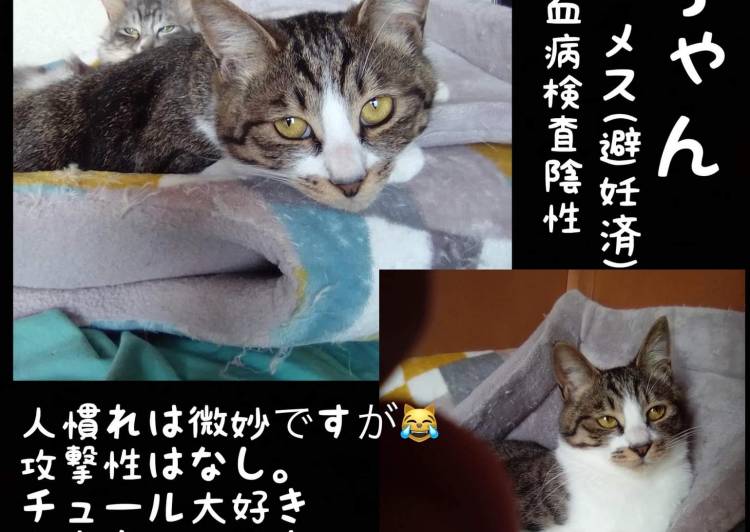 青森県の猫の里親募集 - ネコジルシ