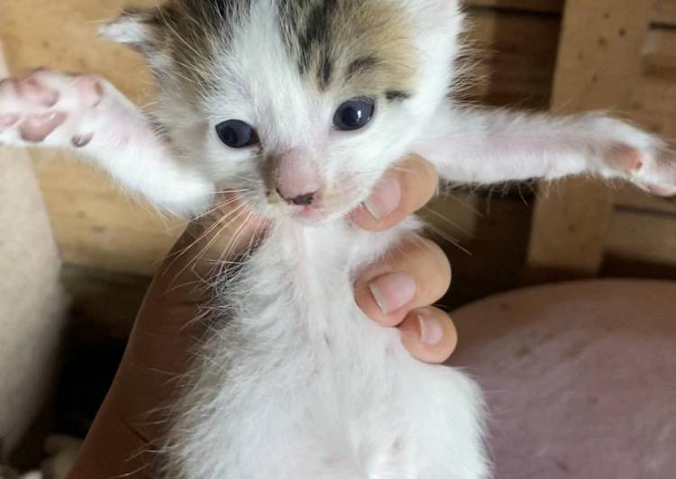 青森県の猫の里親募集 - 弘前市 - ネコジルシ