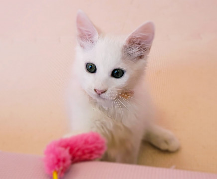 猫]福岡県の里親募集 人も猫もお膝も大好き♡フワフワ長毛白猫♡