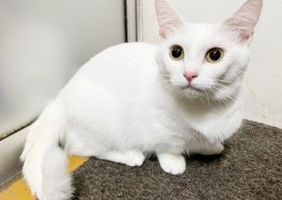 千葉県の猫の里親募集 マンチカン ネコジルシ