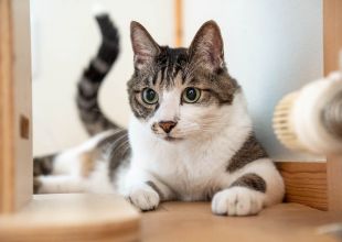 北海道の猫の里親募集 マンチカン ネコジルシ