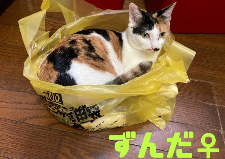 北海道釧路市 ずんだ 美少女な三毛猫ちゃん 猫の里親募集 ネコジルシ