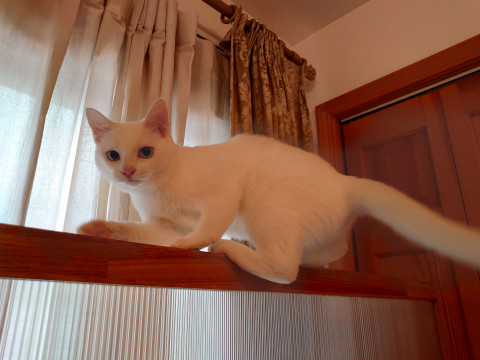 猫]千葉県の里親募集 ✨里親決定✨青い瞳の可憐な白猫♥ブラン