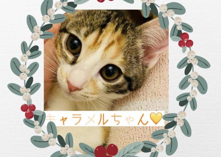 東京都町田市 くりくりお目目のミケ猫キャラメルちゃん 猫の里親募集 ネコジルシ