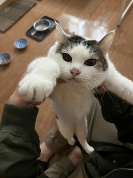 猫]神奈川県の里親募集 【鍵しっぽ】かわいいブチ猫ちゃん