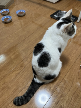 猫]神奈川県の里親募集 【鍵しっぽ】かわいいブチ猫ちゃん