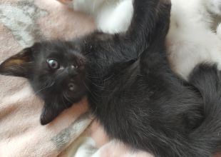 猫]千葉県の里親募集 黒猫かわいい「黒豆ちゃん」