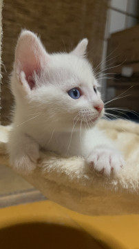 猫]福島県の里親募集 おっとり優しい白猫くん