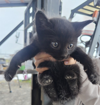 猫]栃木県の里親募集 【緊急】黒猫の赤ちゃん