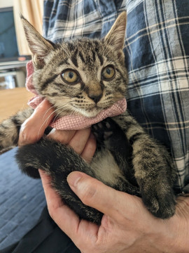 猫]京都府の里親募集 ②女の子らしい甘えん坊 たかこちゃん