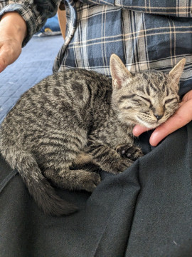 猫]京都府の里親募集 ②女の子らしい甘えん坊 たかこちゃん