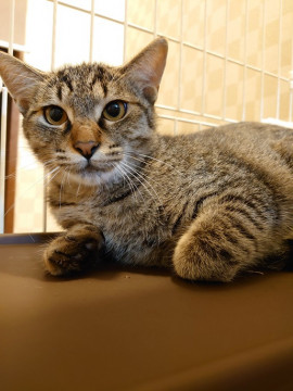 猫]東京都大田区の里親募集 わんぱくでビビリなレオくんに愛の手を！