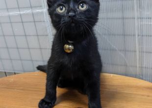 猫]静岡県の里親募集 優しい黒猫ちゃん