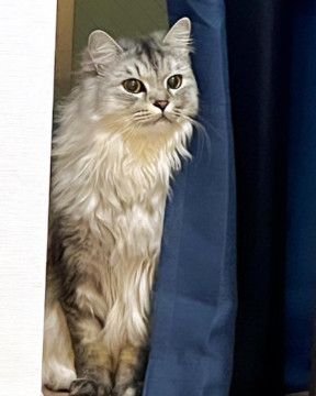 猫]神奈川県の里親募集 シルクの様な手触りの賢いペルシャ猫