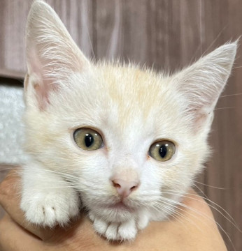 猫]山口県の里親募集 珍しい⭐クリーム茶トラ君⭐