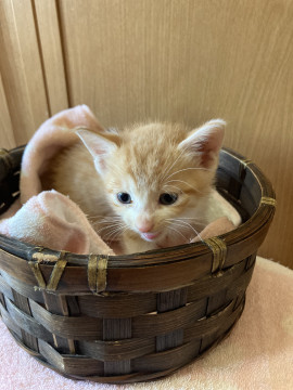 猫]大阪府の里親募集 里親様決まりました❣️茶白ちゃん①‼️