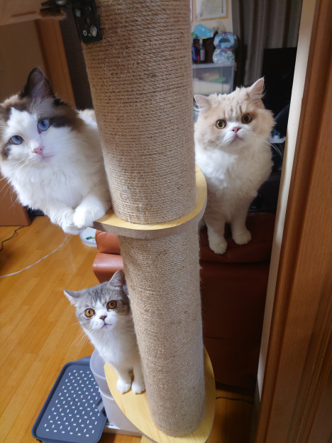 コメント62の画像