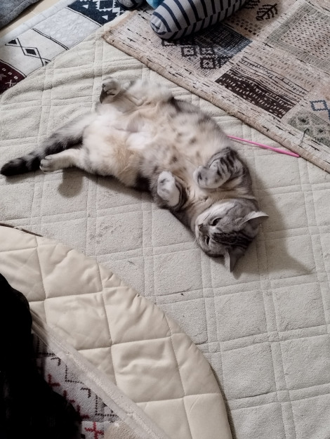 コメント210の画像