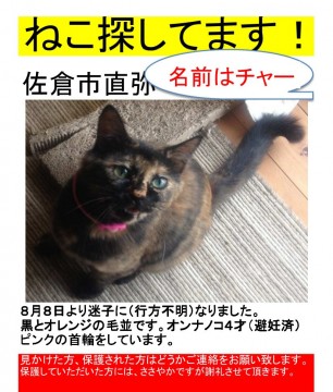 コレクション 猫 探してます サビ ピンク 首輪 福岡市