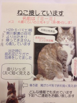 終了 迷い猫掲示板 東京都福生市の ミーミ ちゃん 迷子の飼い猫を探しています ネコジルシ