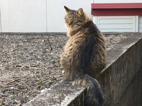 発見]迷い猫掲示板 栃木県の「モミ」ちゃん - 迷子の飼い猫を探してい 