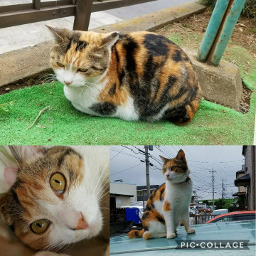 終了 迷い猫掲示板 埼玉県志木市の めい ちゃん 迷子の飼い猫を探しています ネコジルシ