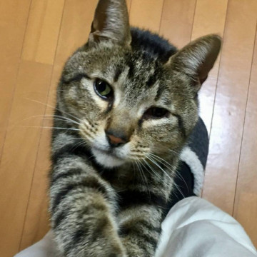 捜索中 迷い猫掲示板 兵庫県加古川市の そら ちゃん 迷子の飼い猫を探しています ネコジルシ