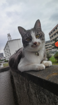 発見 迷い猫掲示板 埼玉県の せんちゃん ちゃん 迷子の飼い猫を探しています ネコジルシ