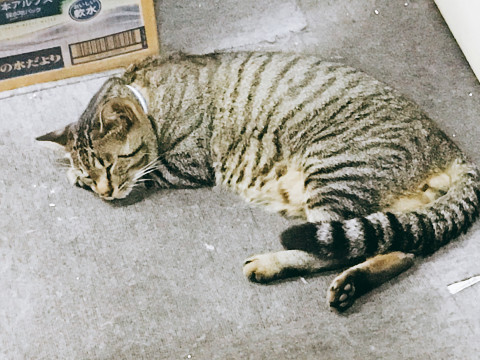 終了]神奈川県海老名市のにゃごにゃごちゃん - 迷い猫掲示板