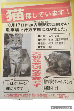 終了]迷い猫掲示板 愛知県東海市の「ムウ」ちゃん - 迷子の飼い猫を 