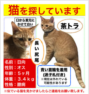 発見 迷い猫掲示板 兵庫県の 日向 ひなた ちゃん 迷子の飼い猫を探しています ネコジルシ