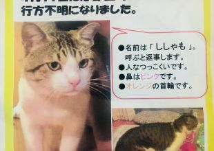 静岡県で捜索中の迷い猫 ネコジルシ