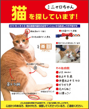 発見 迷い猫掲示板 京都府の ニャロちゃん ちゃん 迷子の飼い猫を探しています ネコジルシ