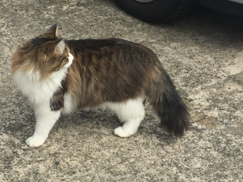 発見 迷い猫掲示板 石川県の コトラ ちゃん 迷子の飼い猫を探しています ネコジルシ