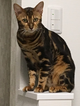 終了 迷い猫掲示板 東京都葛飾区の ガルゥ ちゃん 迷子の飼い猫を探しています ネコジルシ