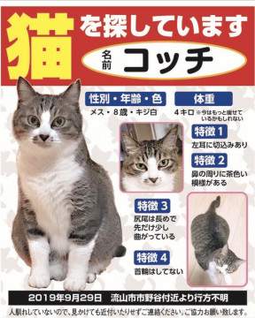 終了 迷い猫掲示板 千葉県流山市の コッチ ちゃん 迷子の飼い猫を探しています ネコジルシ