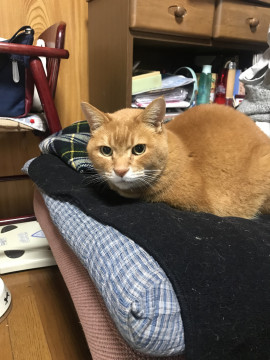 終了 迷い猫掲示板 東京都東大和市の アビちゃん ちゃん 迷子の飼い猫を探しています ネコジルシ