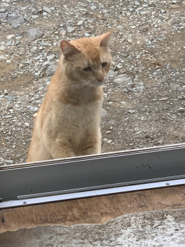 終了 迷い猫掲示板 群馬県甘楽郡甘楽町 迷子の飼い猫を探しています ネコジルシ