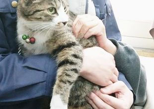 猫の死骸 首輪 福島県