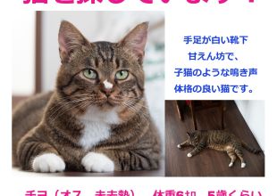 迷い猫掲示板 北海道 迷子の飼い猫を探しています ネコジルシ