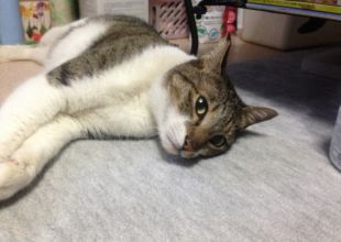 迷い猫掲示板 北海道 迷子の飼い猫を探しています ネコジルシ